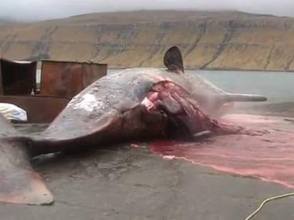 whale EXPLODING 