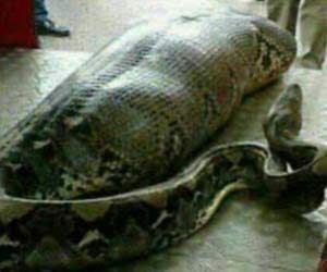 What HAS this python eaten?