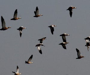 sukhna_lake_chandigarh_birds_bird watching