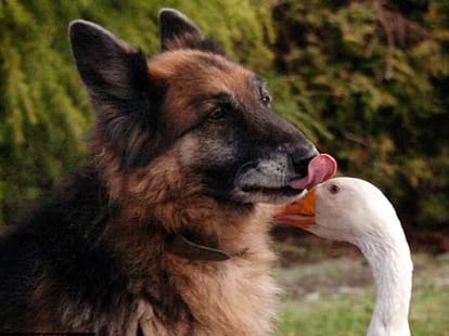 dog and duck