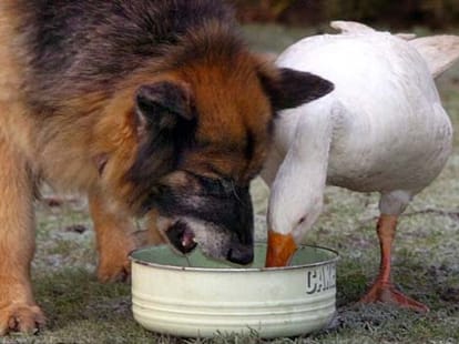 dog and duck