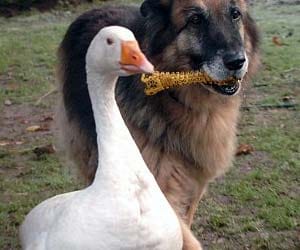 dog and duck