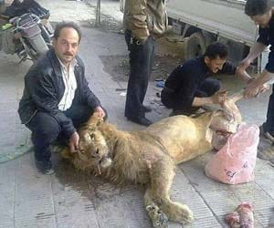 Starving, Syrian, zoo, LION