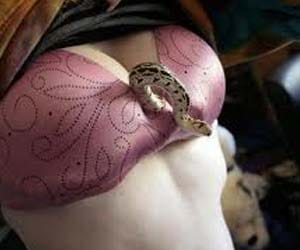 snake in bra