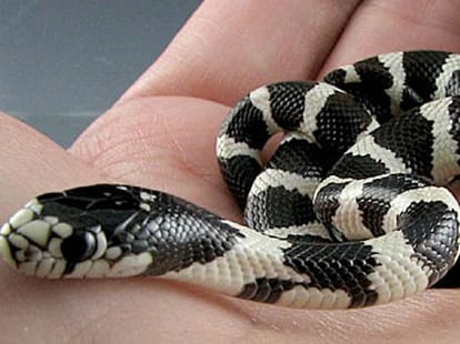 snake bite