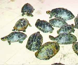 non vegetarian tortoise killed in river ganga.