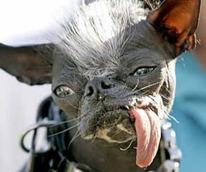 uggliest dog dies