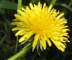 Dandelion Grows Inside Ear 