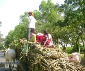sugarcane farmer suffer on election year