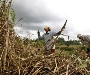 sugar cane farmer get protest
