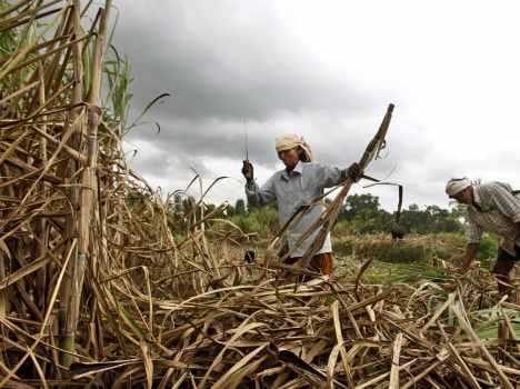 saraswati devi female farmer of india set showcase in agriculture