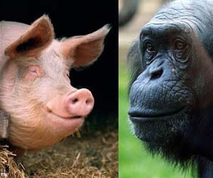 female chimpanzee mated with a pig