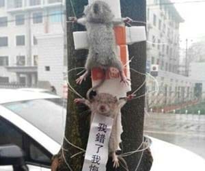 Thieving Rats are Put on Public Display