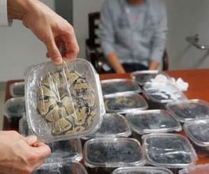 Tourist Brings 121 Ball Pythons