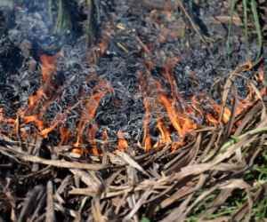 sugarcane farmer suicide what's next?