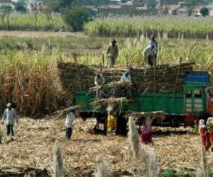sugar mill will start from 5 december