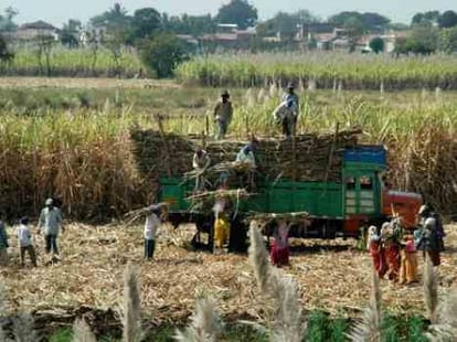 supreme court to take decision on sugarcane price.
