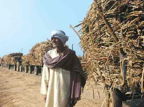 farmers and sugercane issue in uttar pradesh