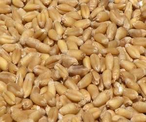 Nano technology will increase wheat yields