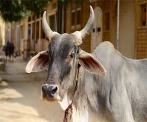 Animals on the streets to leave now dearer