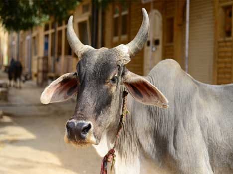 mythology cow horn