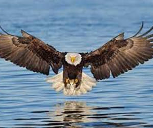 Eagle Steals Camera