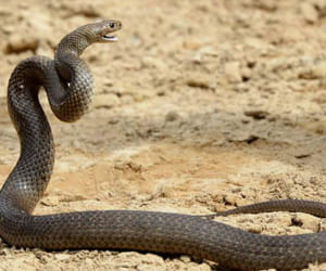 snake bite