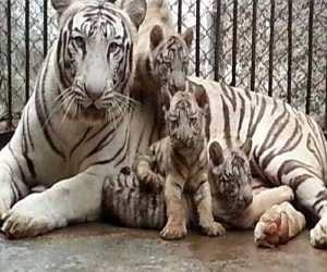 White Tigress Dolly the three cubs born
