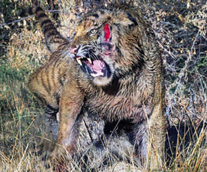 why are tigers killing human in india?