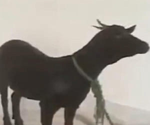 dead goat meat become dangerous.