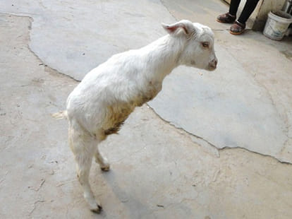 two-legged goat