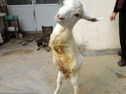two-legged goat
