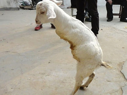 two-legged goat