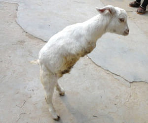 two-legged goat
