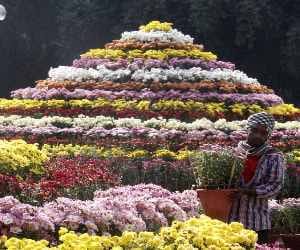 Guldaudi Show at Terrace Garden