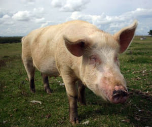 Britain to export pig semen