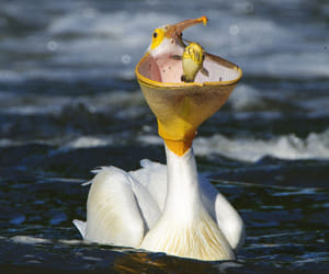 hungry pelican
