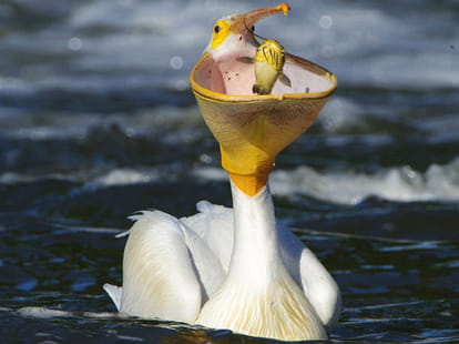 hungry pelican