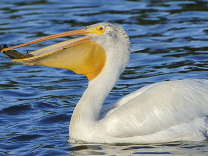 hungry pelican