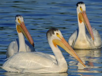 hungry pelican