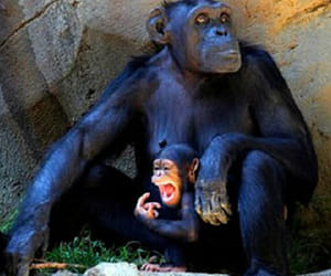 lagal_person_status_for_chimpanzee