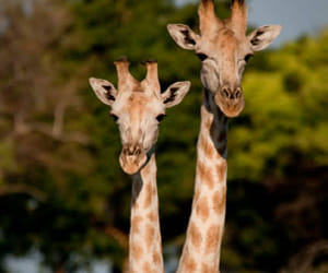 story about migration of giraffe from himalaya.