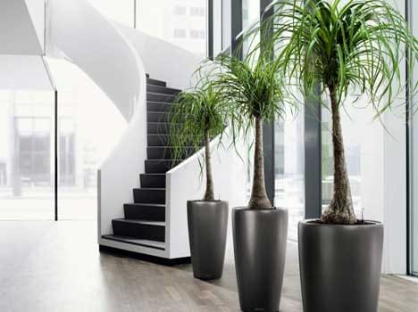 tips for plantation in winters