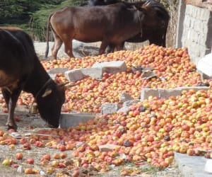 apple_uttarkashi_road