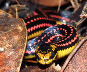 world's five most amazing snakes