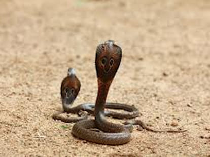 world's five most amazing snakes