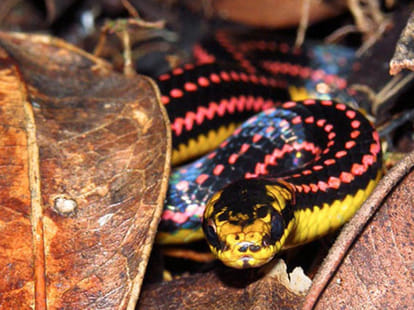 world's five most amazing snakes