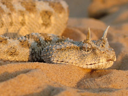 world's five most amazing snakes