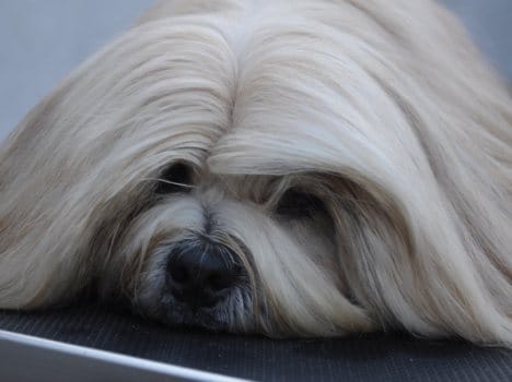 music therapy for dog