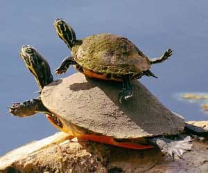 turtle mother teaches her baby